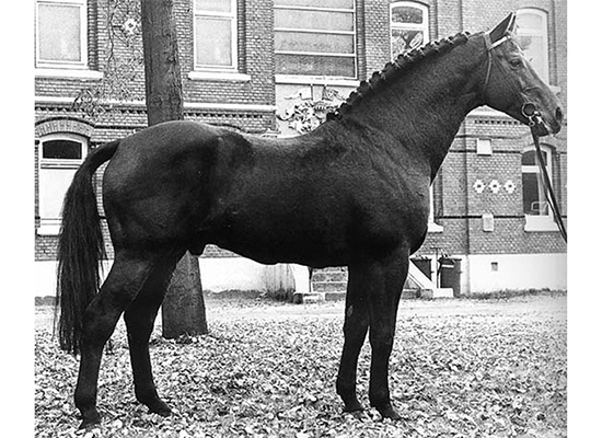 LANDGRAF I - Warmblood Stallion